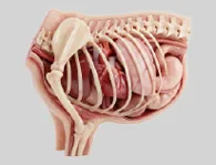 Endocrinología