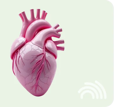 Ilustración anatómica de un corazón